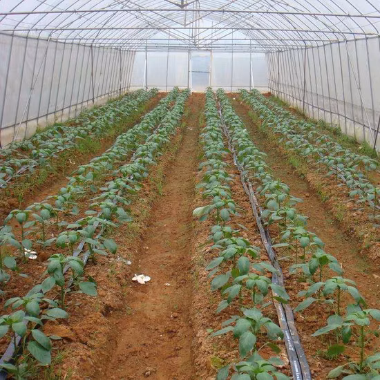 Serres à film plastique série pour plantes et fleurs